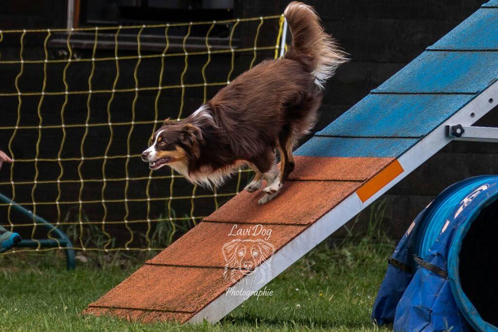 Chien en action franchissant la passerelle d'un parcours d'agility.