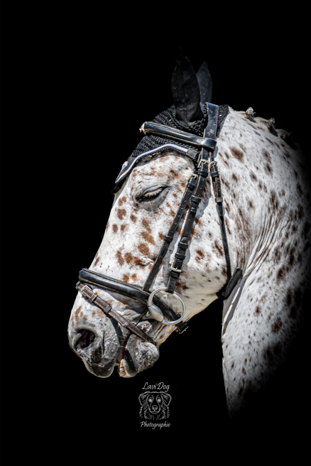 Portrait studio d'un cheval portant son filet et son bonnet d'équitation.