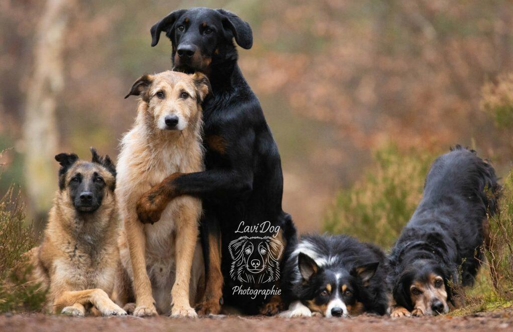 groupe de chiens complices posant côte à côte lors d'un shooting photo canin.