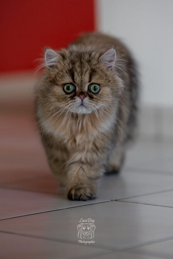 Chat s'avançant de face vers l'objectif.
