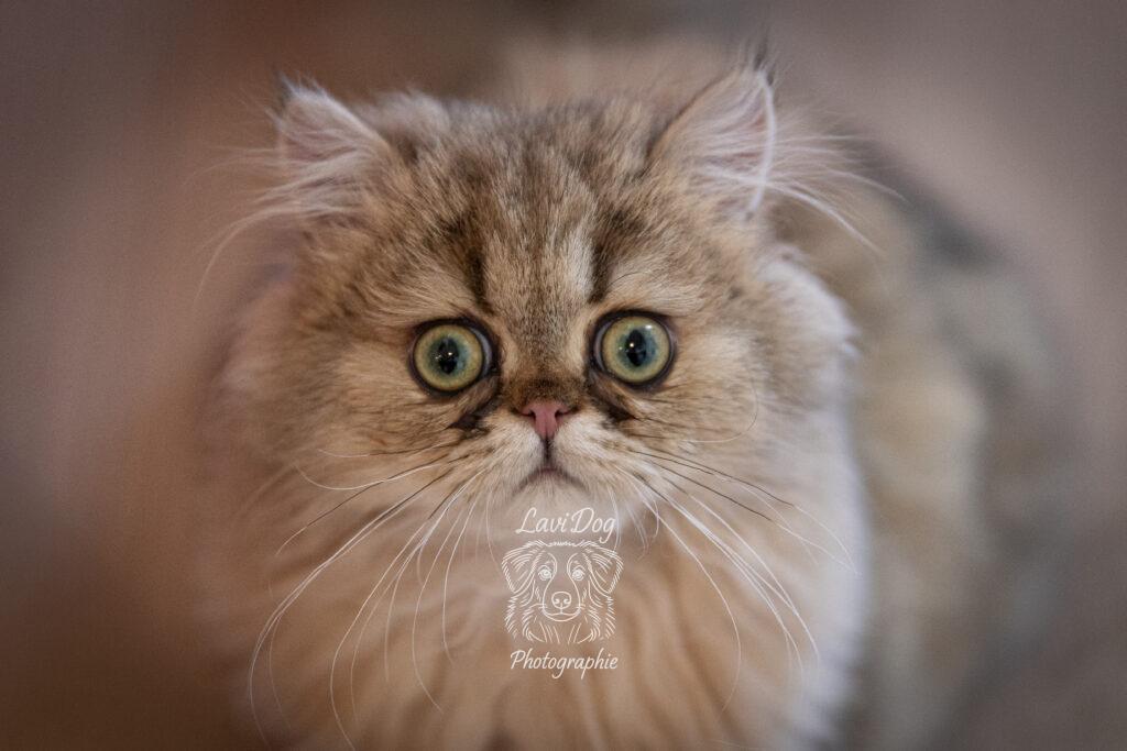 Portrait studio de face d'un chat Persan aux grands yeux expressifs.