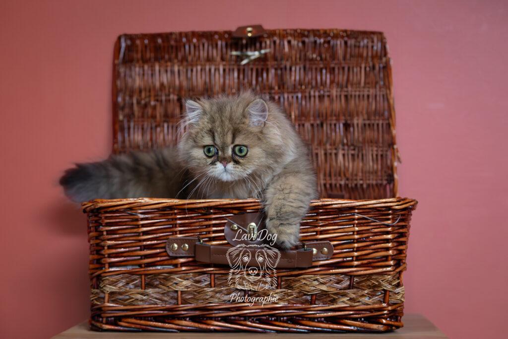 Chat Persan étendant la patte hors de son panier en osier.