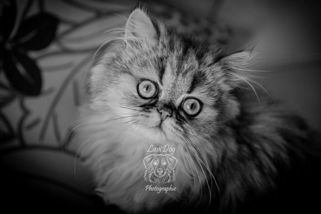 Portrait studio noir et blanc d'un chat Persan aux yeux écarquillés.