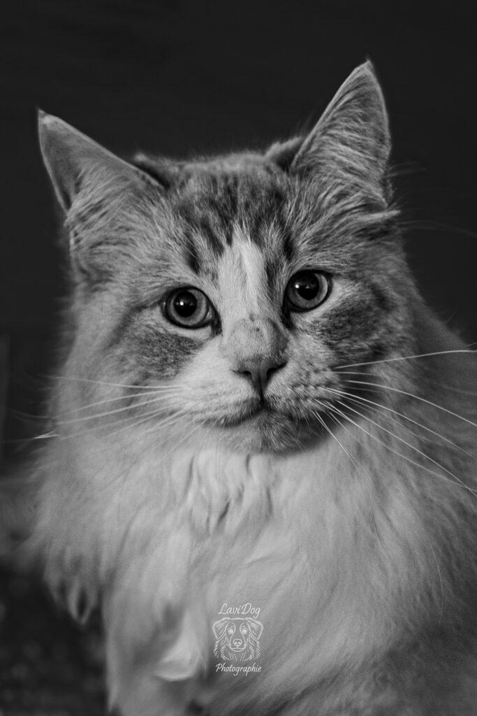 Portrait noir et blanc rapproché d'un chat européen ou de race.