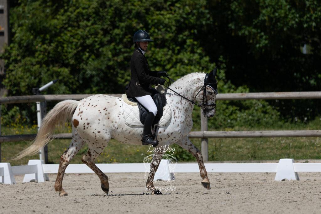 Cheval blanc monté de profil en extérieur.
