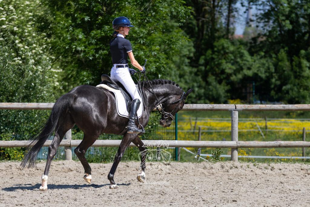 Cavalier et cheval noir vus de dos sur une épreuve équine.