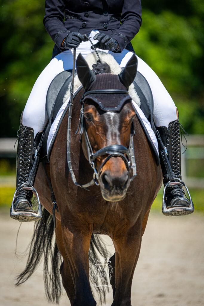 Cheval de concours équipé de son frontal et de sa bride vu de face.