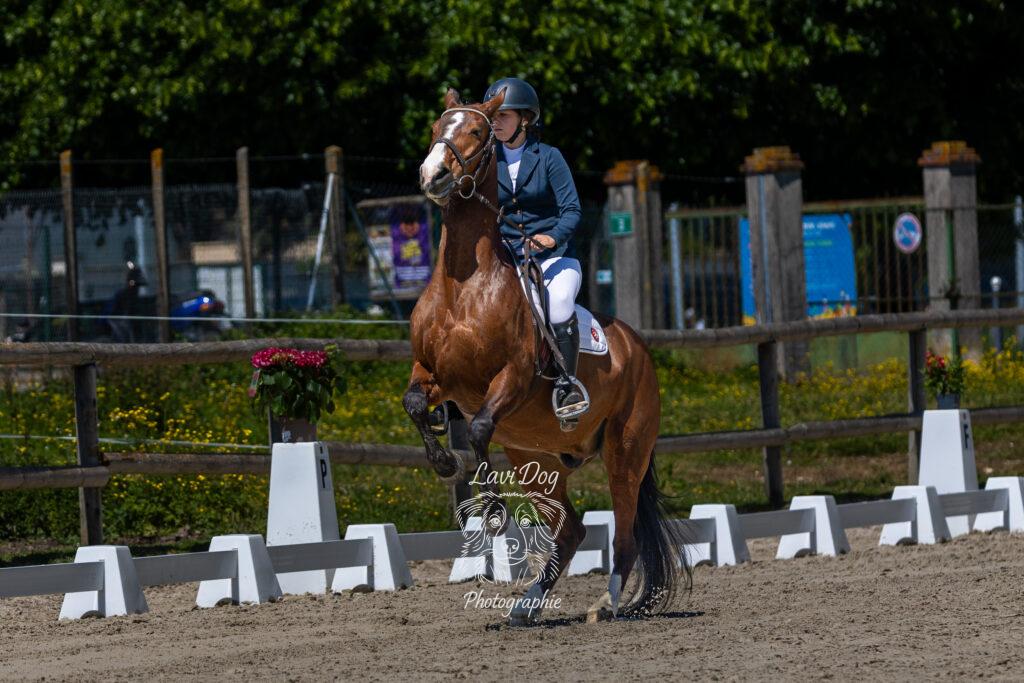 Cheval alzan ou bai au galop lors d'un concours d'équitation.