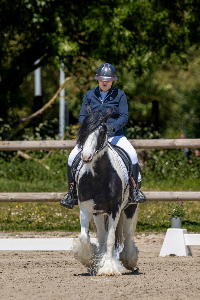 Cheval de trait type Percheron ou demi-trait monté en carrière.