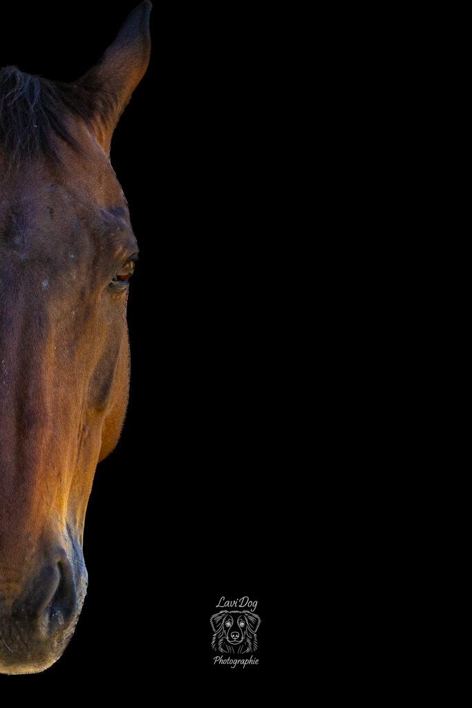 Portrait en demi-profil d'un cheval mis en valeur sur fond noir.