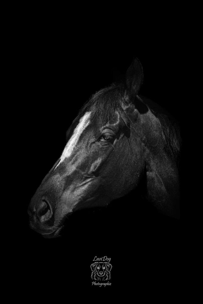 Portrait artistique de profil d'un cheval sur fond noir.