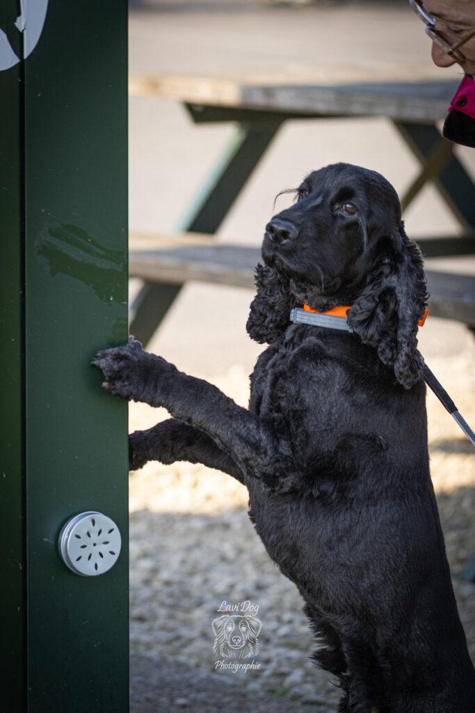 Chien Cocker Spaniel posant les pattes avant sur un obstacle.