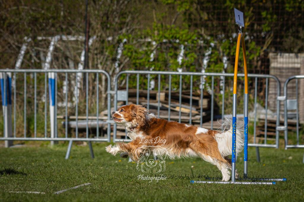 Chien Cavalier King Charles en plein sprint sur un terrain d'agility.