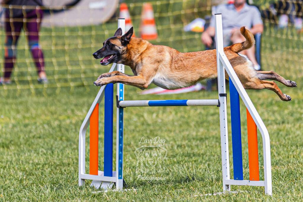 Chien Berger Australien en saut d'obstacle lors d'une épreuve d'agility.