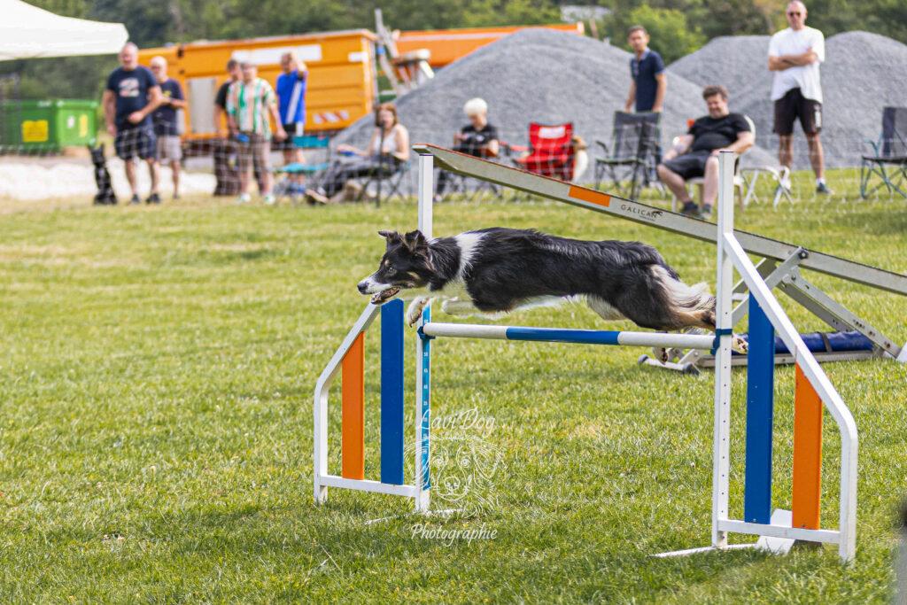 Chien Border Collie franchissant une haie sur un concours d'agility.