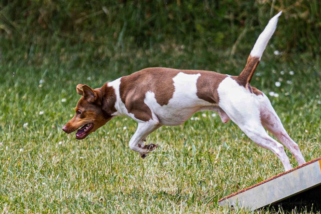 Chien type Jack Russell ou terrier franchissant la passerelle d'agility.