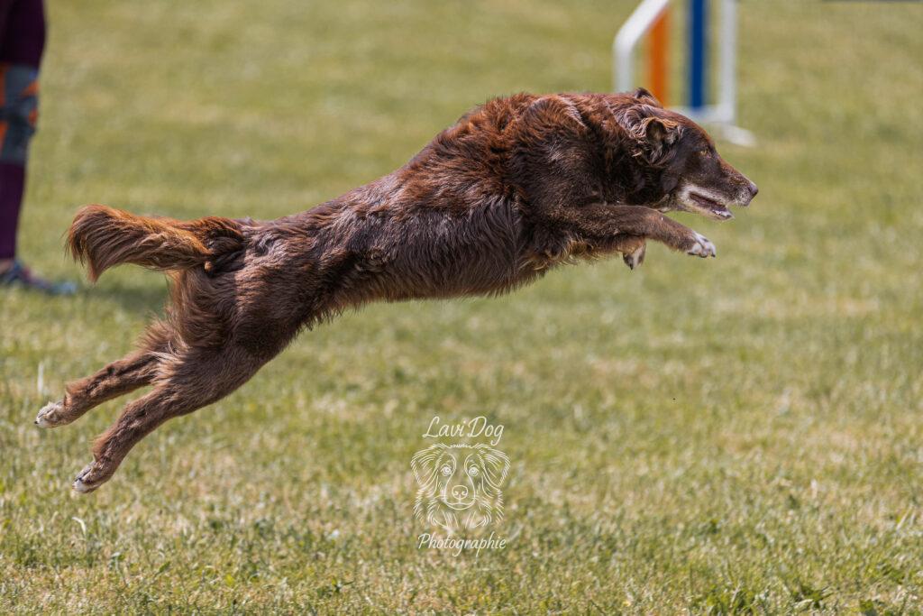 Chien marron en plein vol au-dessus d'un obstacle d'agility.