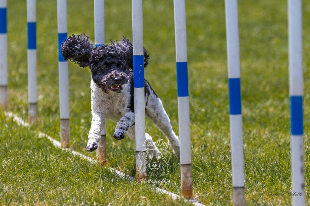 Chien noir et blanc négociant les piquets du slalom en agility.