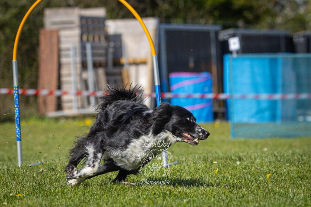Chien amorçant un virage serré sur une épreuve d'agility canin.
