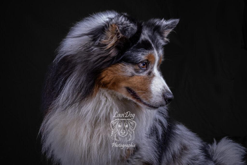 Portrait de profil d'un chien Berger Australien aux yeux vairons.