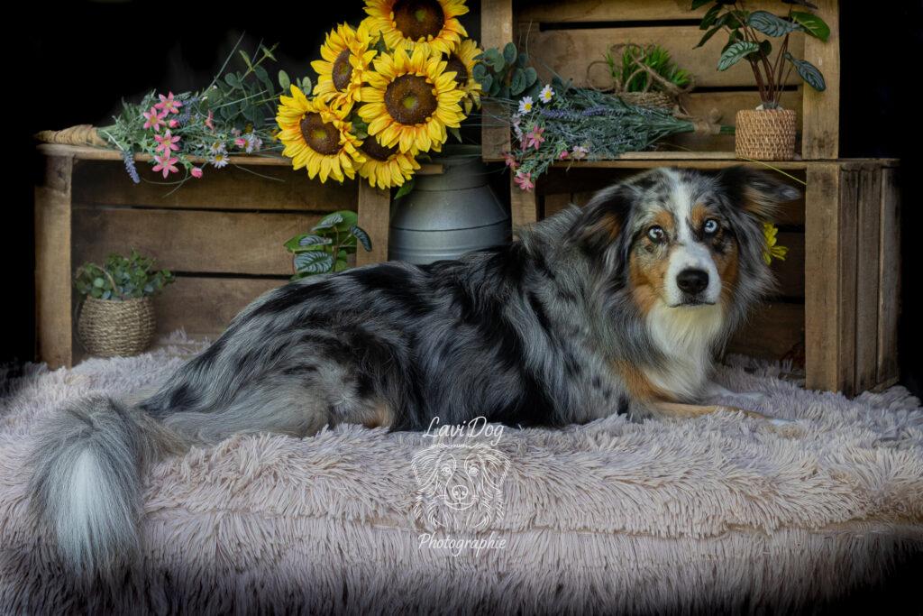 Chien Berger Australien couché dans un décor de tournesols et cagettes.