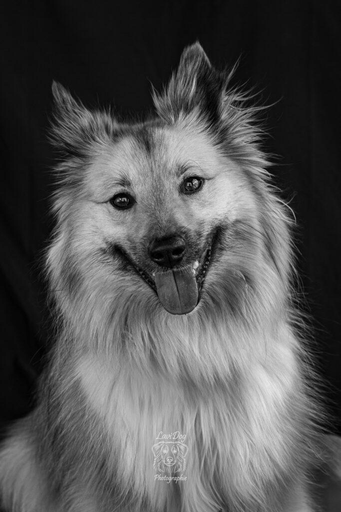 Portrait noir et blanc expressif d'un chien berger à poils longs.