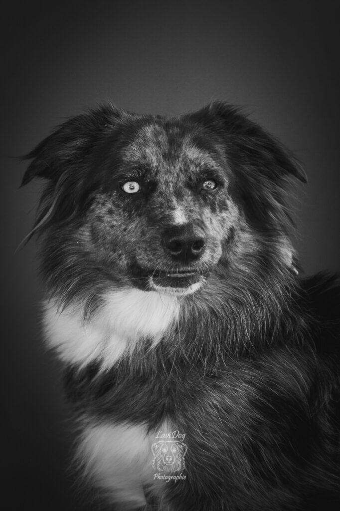 Portrait noir et blanc d'un Berger Australien à l'œil vairon.