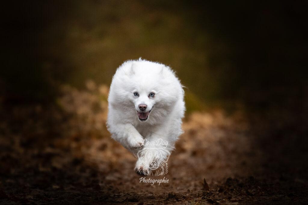 Chien blanc courant dynamiquement vers l'objectif en extérieur.