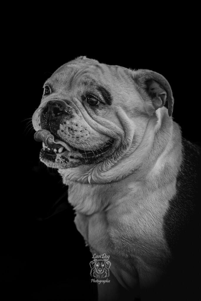 Portrait studio noir et blanc d'un Bouledogue.