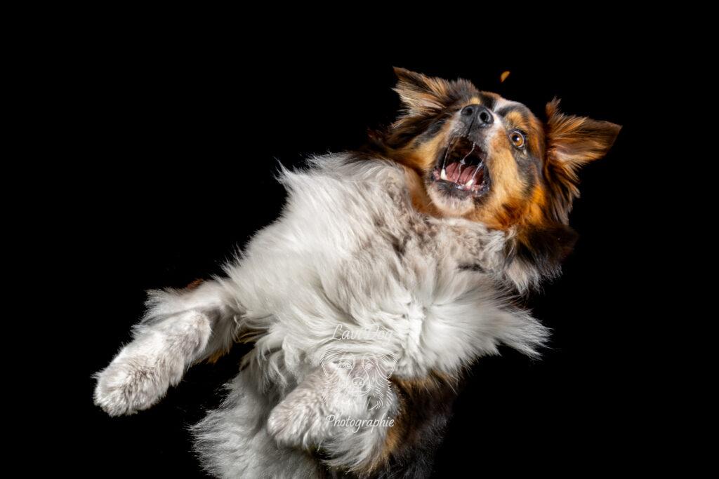 Chien sautant de manière dynamique pour attraper une croquette au vol.