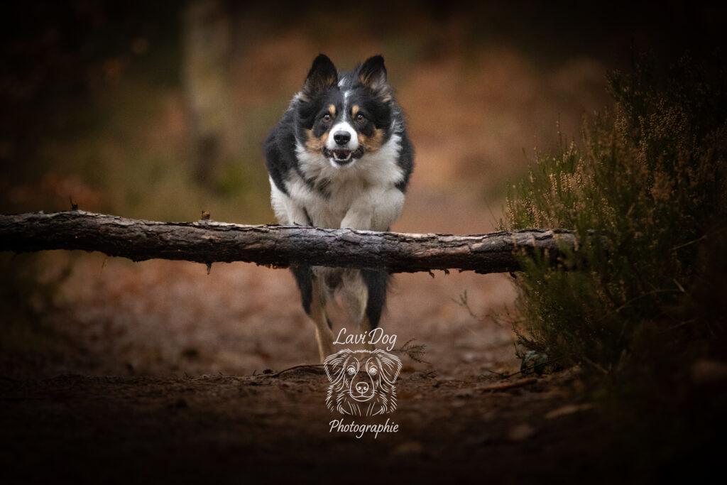 Chien en pleine course sautant par-dessus un tronc d'arbre en forêt.