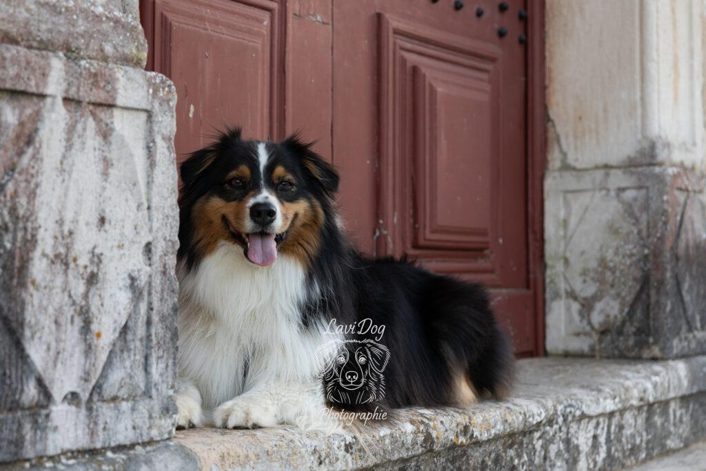 Chien Berger Australien couché devant une porte en bois ancienne.