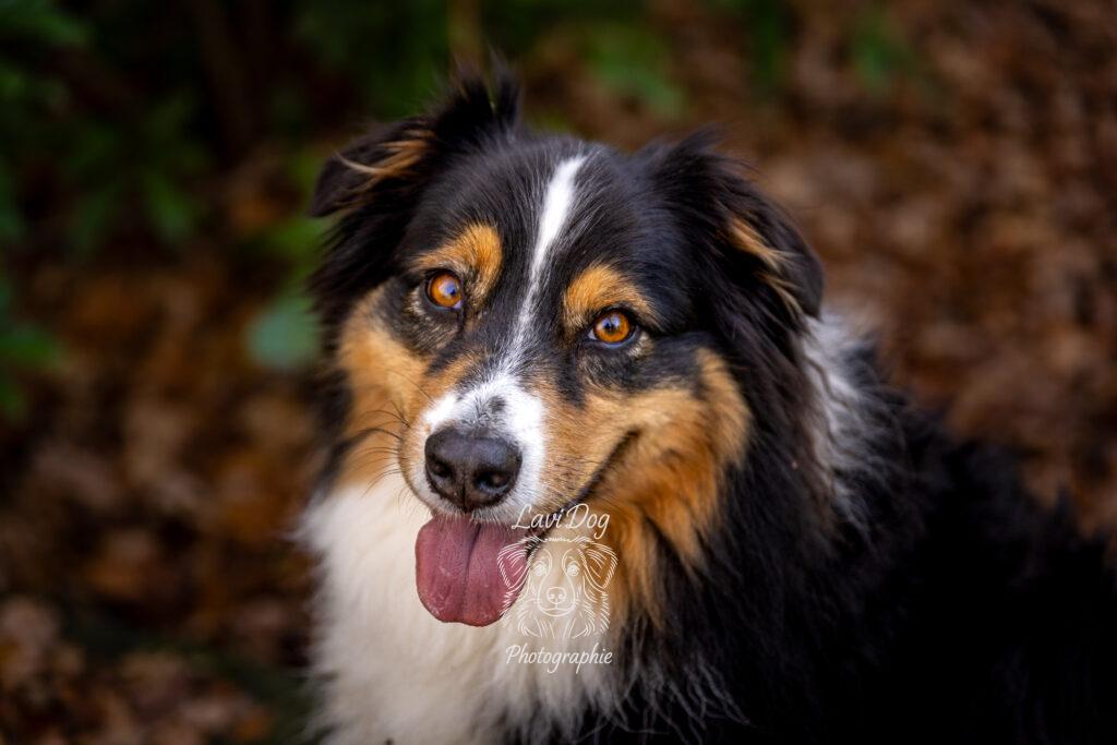 Gros plan sur la tête et le regard d'un chien Berger Australien.