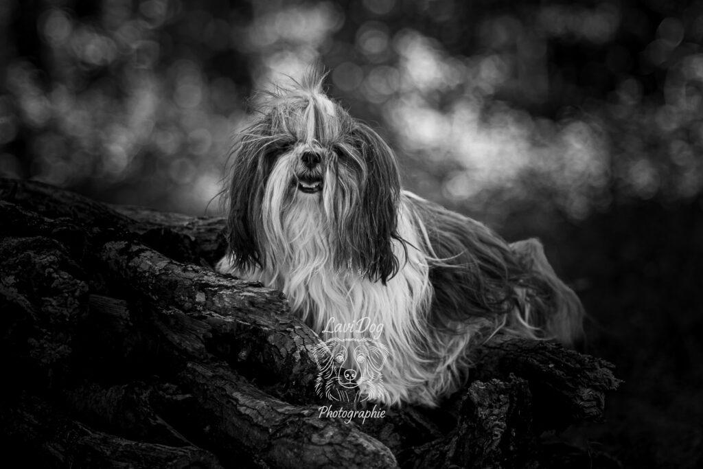 Portrait studio noir et blanc d'un petit chien à poils longs.