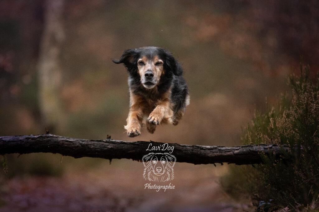 Chien sautant au-dessus d'un obstacle en bois en pleine forêt.