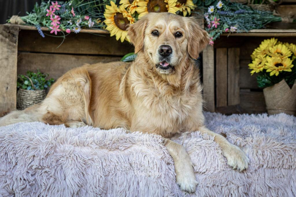 Chien Golden Retriever posant devant un décor floral de tournesols.