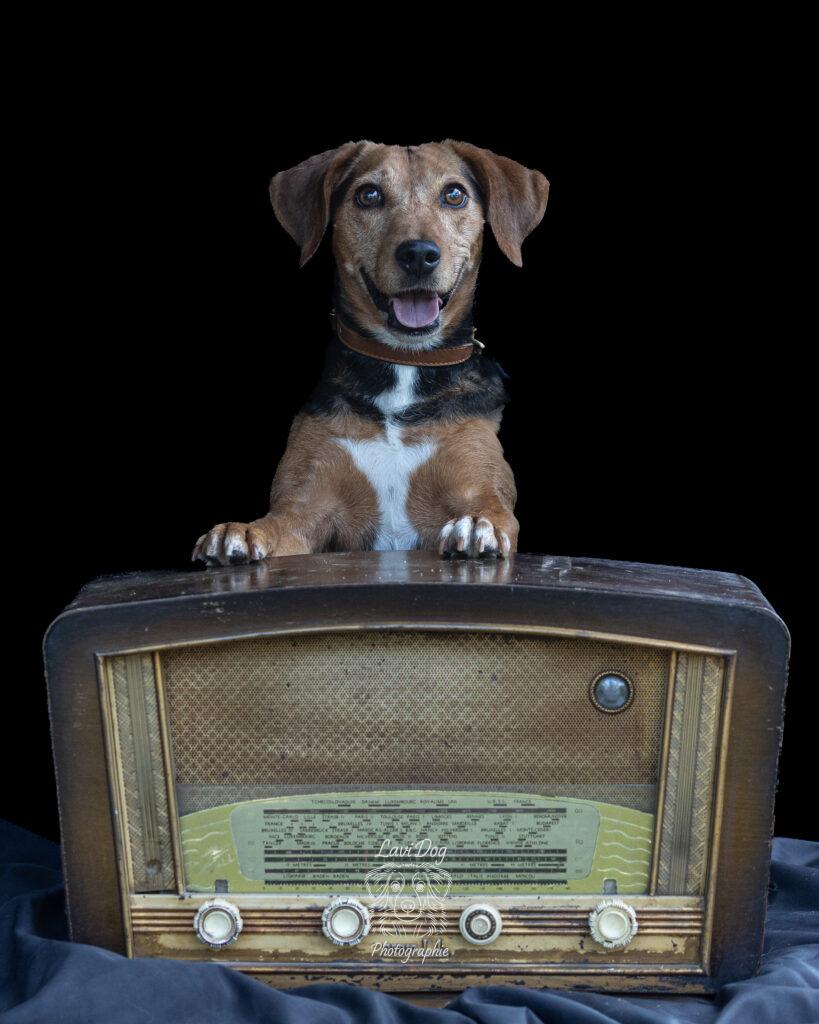 Petit chien posant fièrement au-dessus d'un poste de radio vintage.