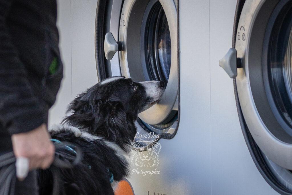 Chien Berger Australien curieux dans une laverie automatique.