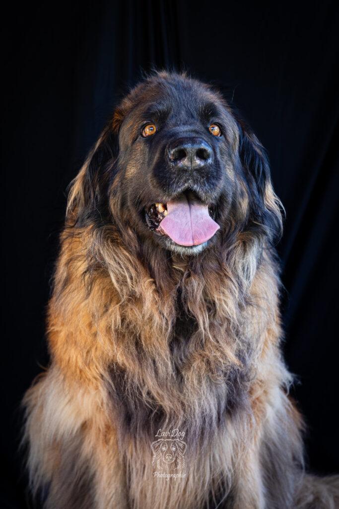 Portrait de face d'un chien Léonberg tirant la langue.