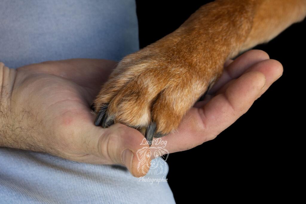 Patte de chien posée au creux d'une main humaine en signe de complicité.