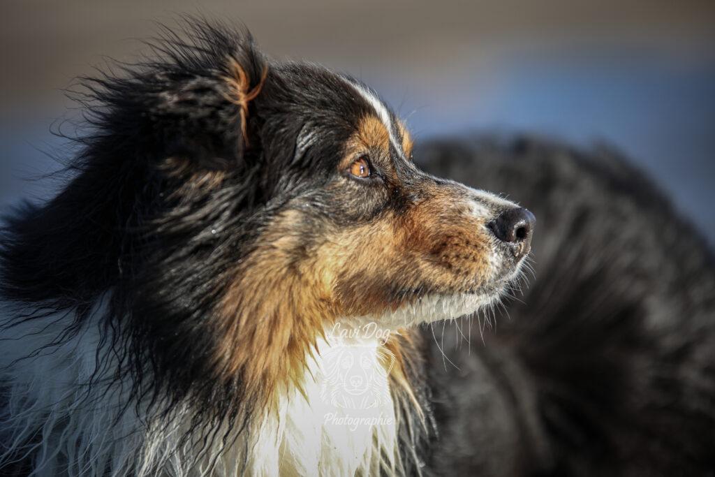 Portrait de profil d'un chien Berger Australien au poil mouillé.