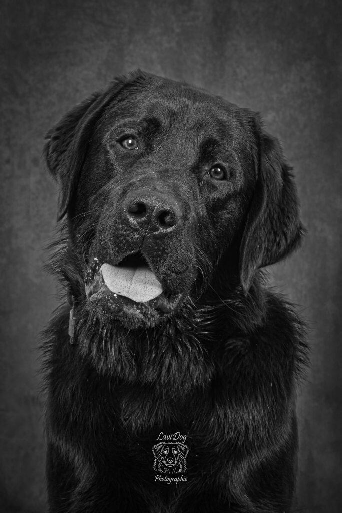 Portrait noir et blanc d'un grand chien noir au regard expressif.