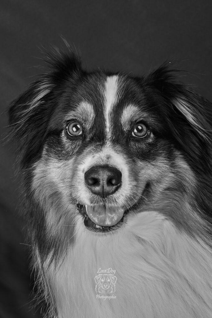 Portrait noir et blanc en gros plan du chien Phoebe.