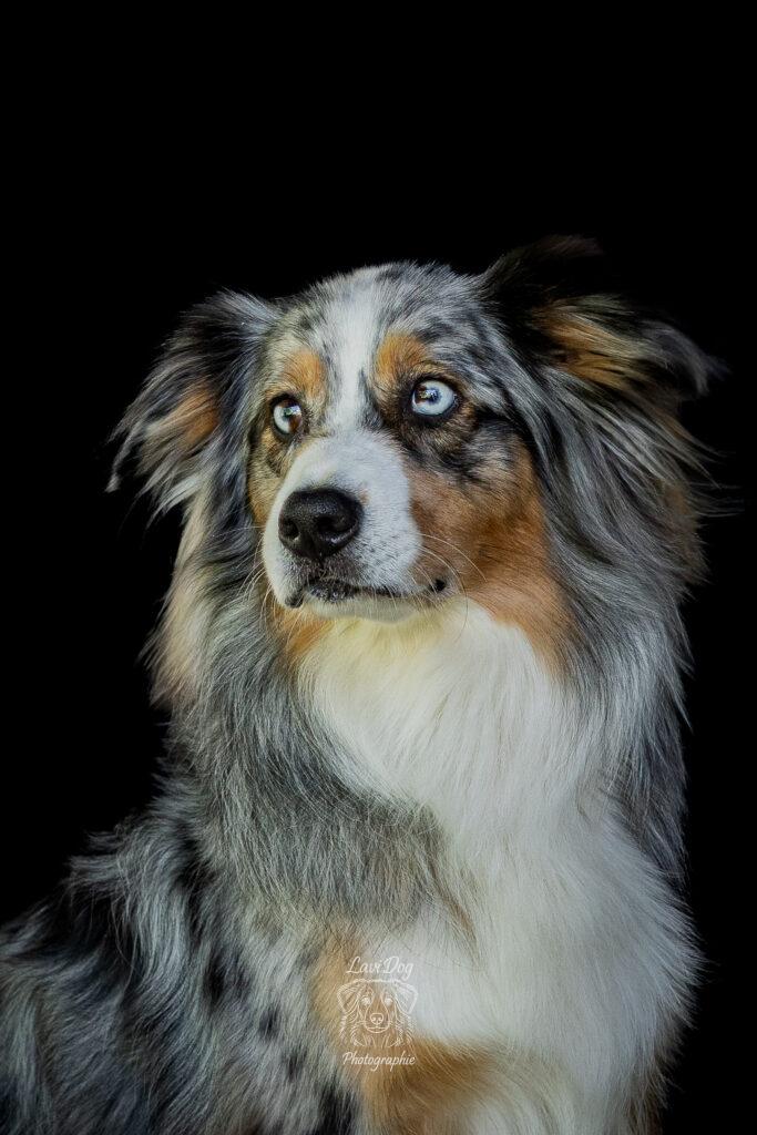 Portrait de face d'un chien Berger Australien aux yeux vairons.