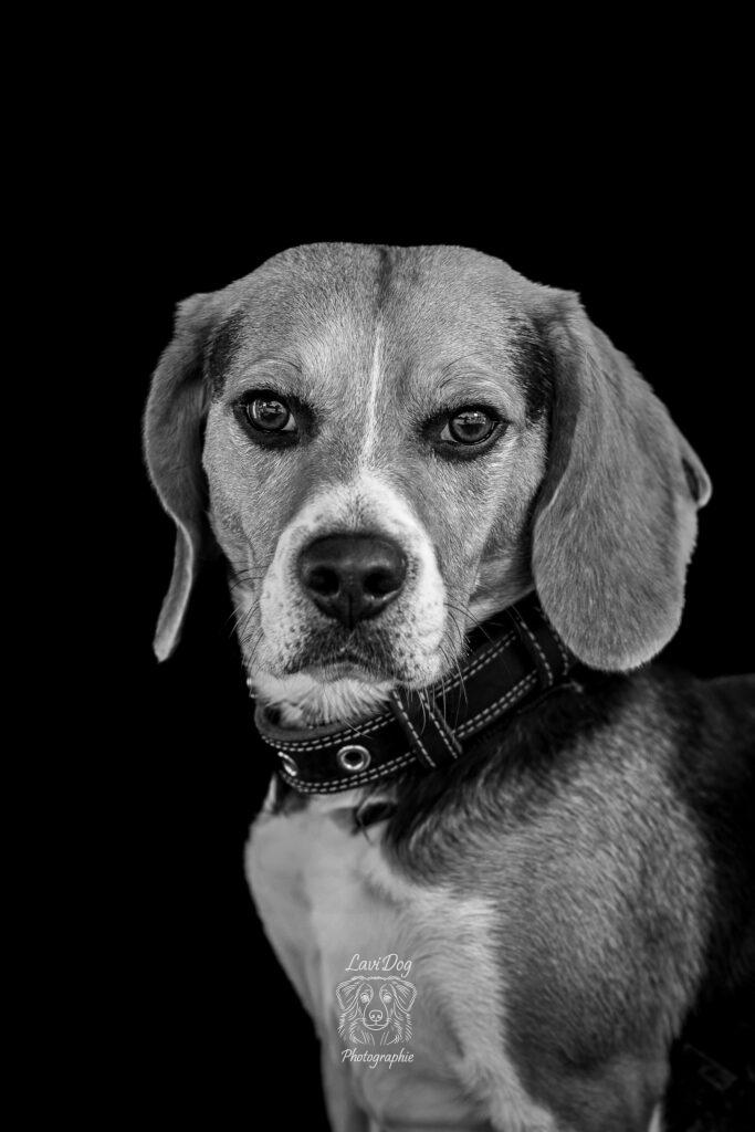 Portrait studio noir et blanc de face d'un chien Beagle.