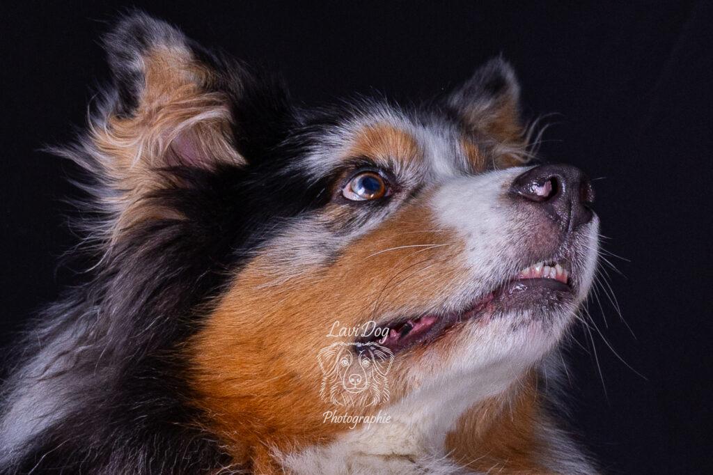 Gros plan sur le regard d'un chien Berger Australien.