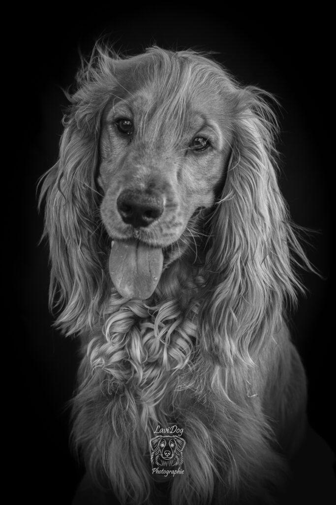 Portrait noir et blanc d'un chien tirant la langue.