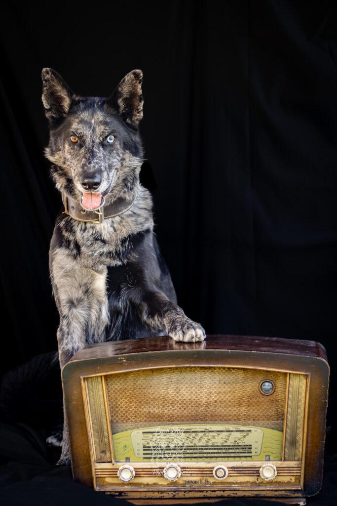 chien posant fièrement à côté d'une radio ancienne.