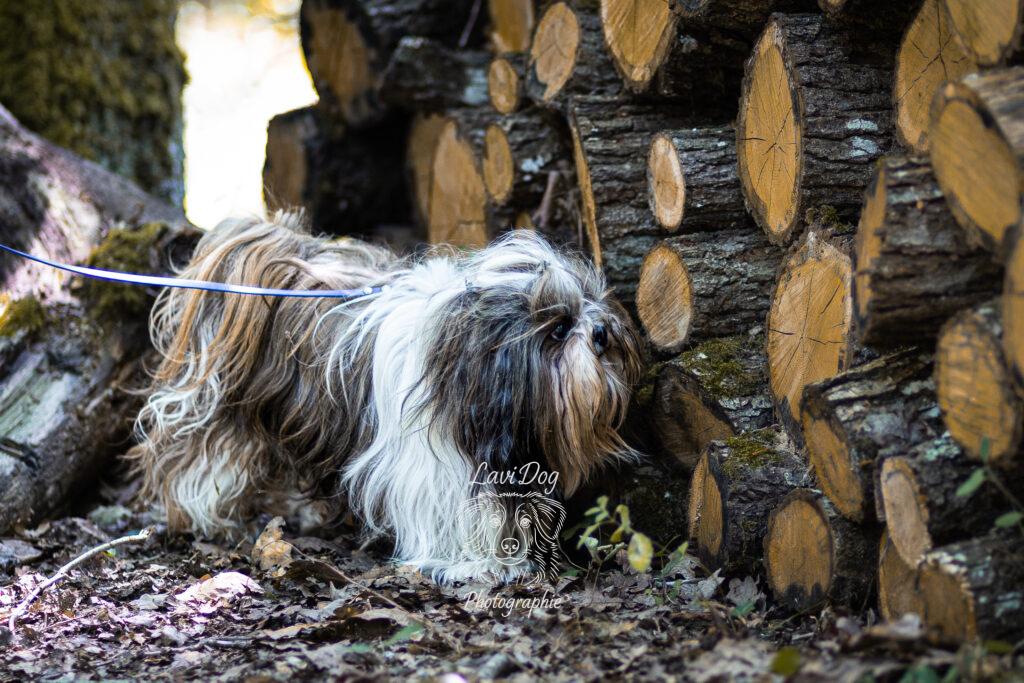 Chien à poils longs furetant près d'une pile de rondins de bois.