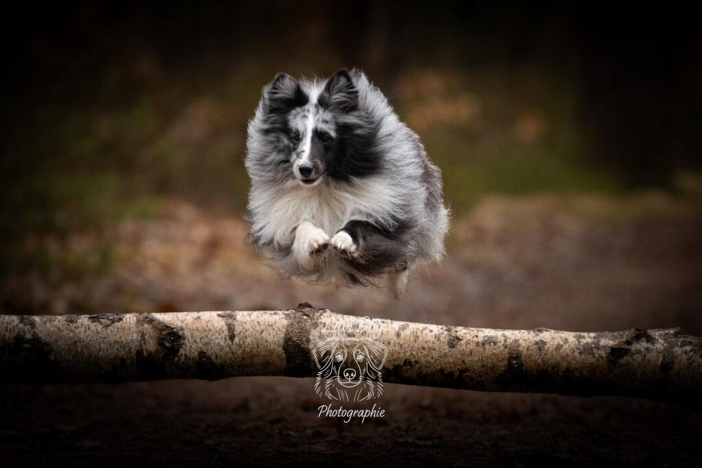 Chien Shetland ou Berger Australien franchissant un tronc d'arbre en forêt.